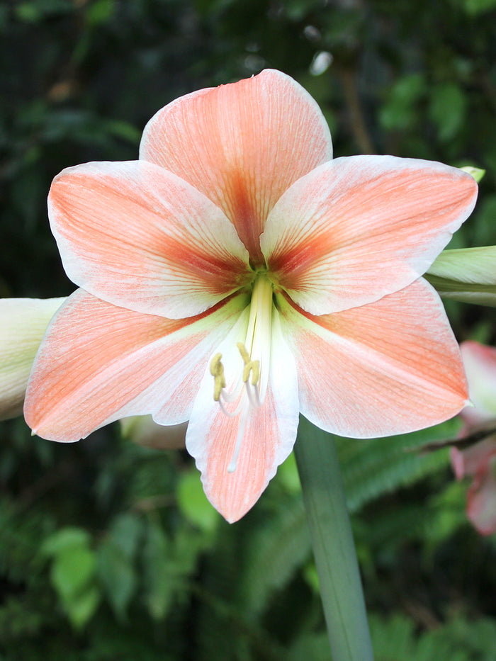 Jumbo Amaryllis Apricot Parfait