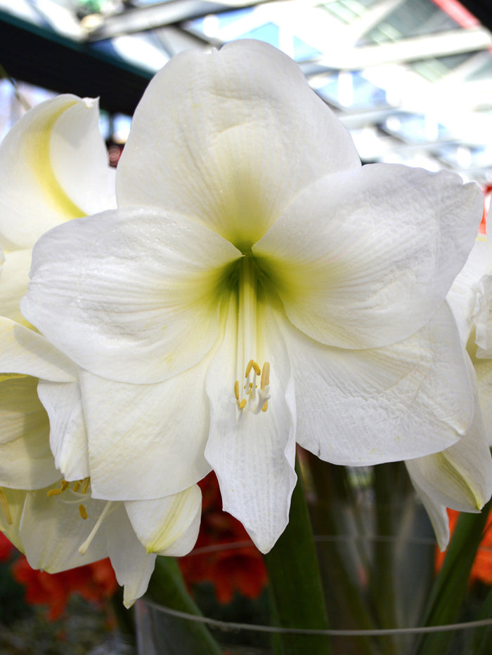Jumbo Amaryllis Christmas Gift