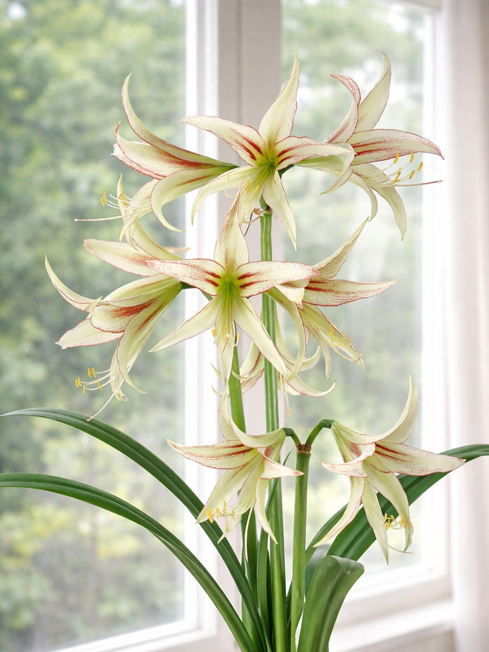 Jumbo Amaryllis Emerald