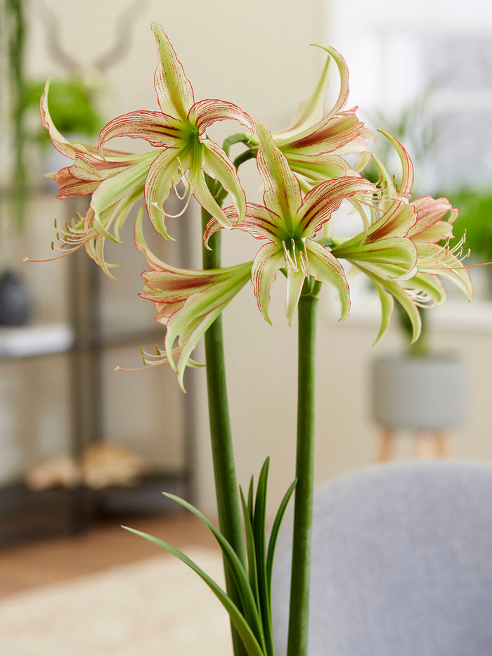 Jumbo Amaryllis Emerald