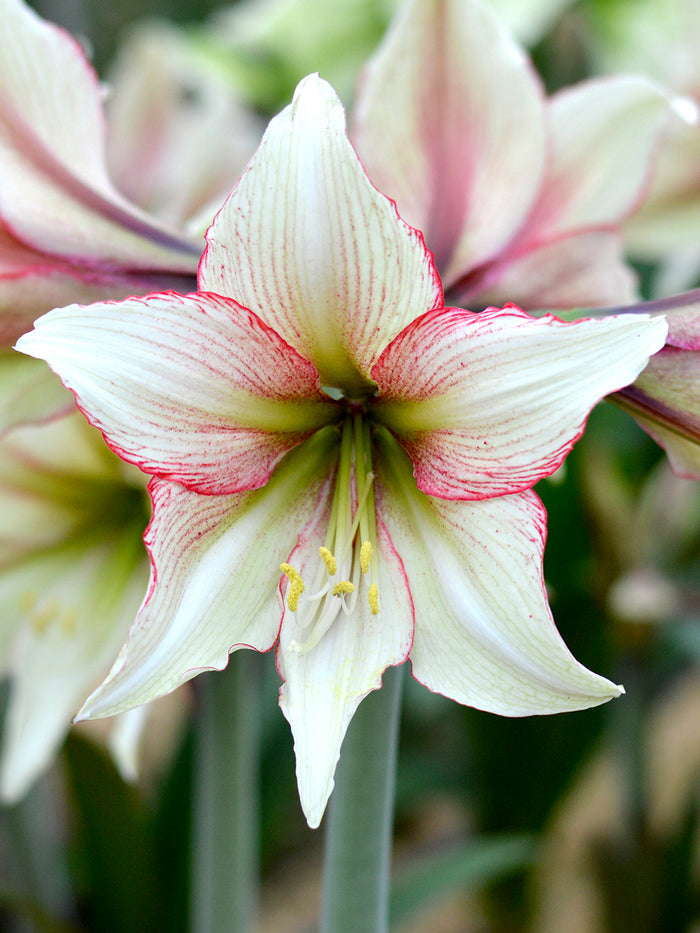 Jumbo Amaryllis Magic Green Bulbs Huge Flowers