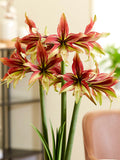 Jumbo Amaryllis Mystica New