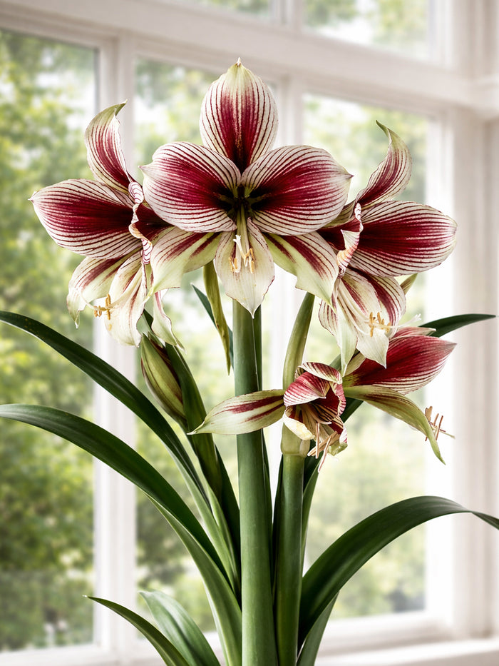 Exotic Amaryllis Papilio with multiple blooms per stem