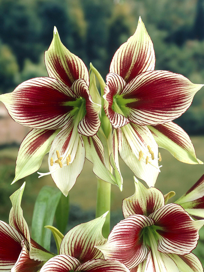 Jumbo Amaryllis Papilio