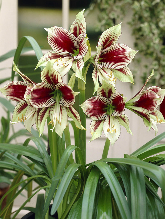 Jumbo Amaryllis Papilio