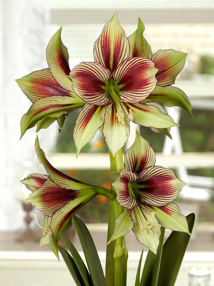 Jumbo Amaryllis Papilio