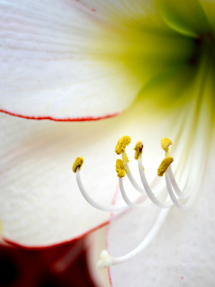Jumbo Amaryllis Picotee close up