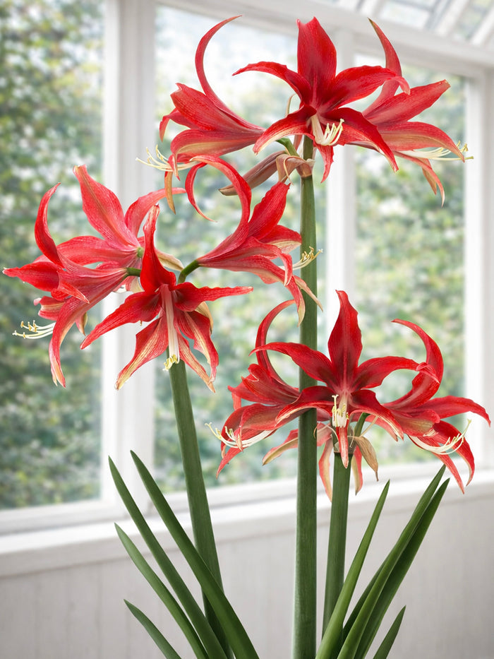 Jumbo Amaryllis Quito