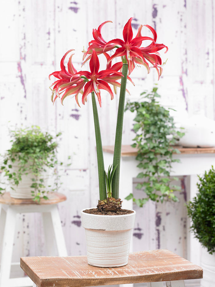 Jumbo Amaryllis Quito