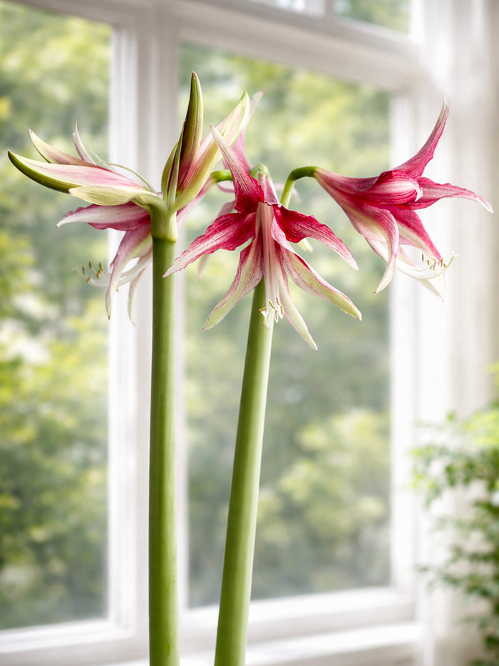 Jumbo Amaryllis Quito