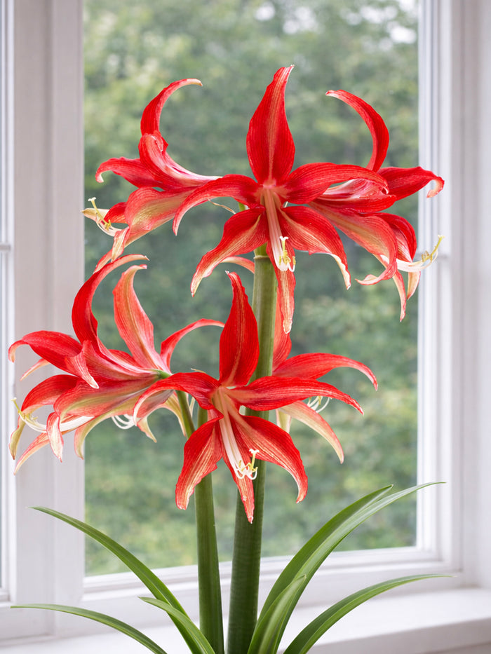 Jumbo Amaryllis Quito