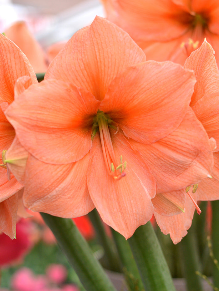 Jumbo Amaryllis Rilona - Huge Amaryllis Bulbs