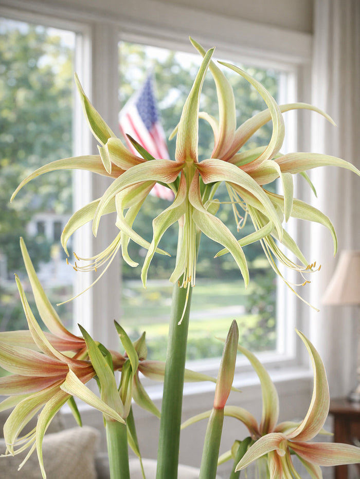 Jumbo Amaryllis Tarantula