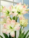 Jumbo Double Amaryllis Amadeus Candy