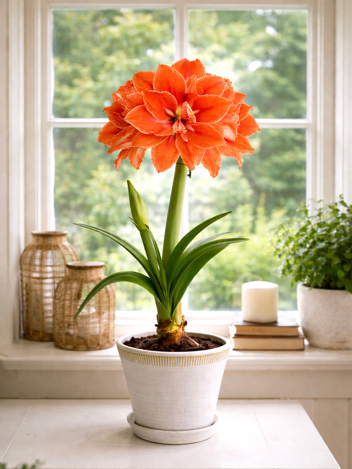 Jumbo Double Amaryllis Double Minerva