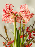 Jumbo Amaryllis Doublet, Red and White Flowers
