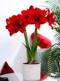 Amaryllis Red Nymph in pot