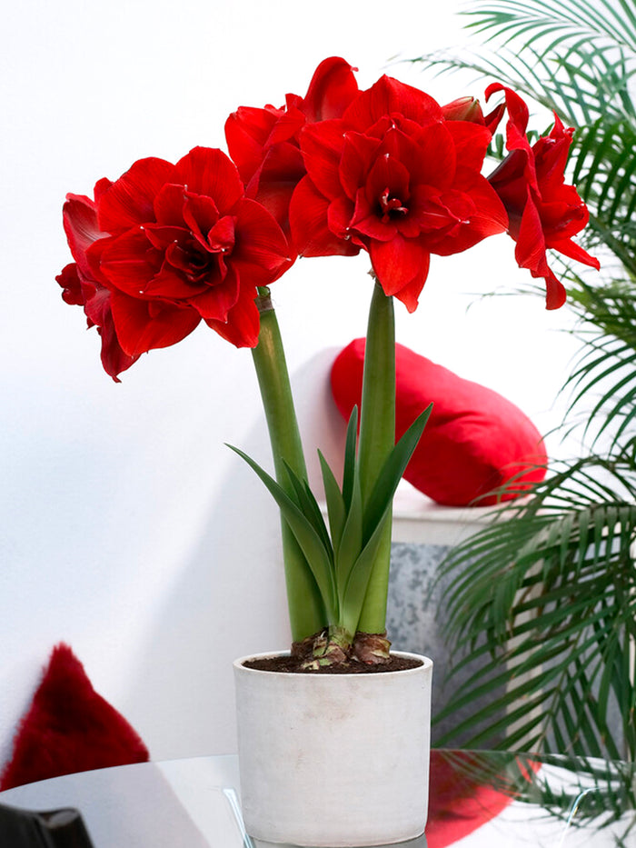 Amaryllis Red Nymph in pot