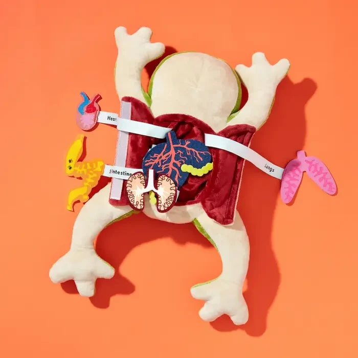 KiwiCo Inc Froggie Dissection Lab, Anatomy Learning Toy for Kids