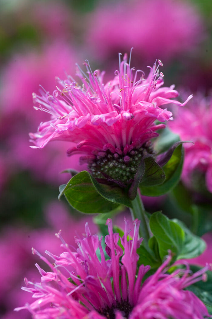Monarda Cranberry Lace