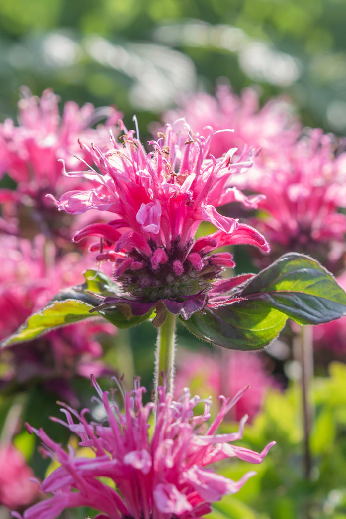 Monarda Cranberry Lace