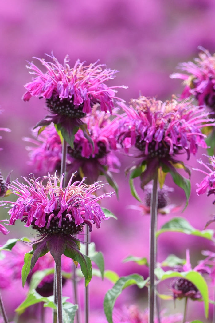 Cranberry Lace Monarda