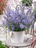 Nepeta 'Junior Walker', commonly known as Catmint 'Junior Walker'