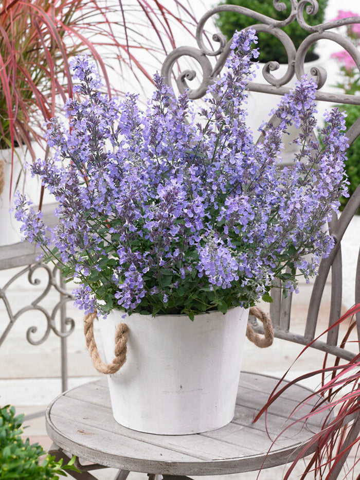 Nepeta 'Junior Walker', commonly known as Catmint 'Junior Walker'