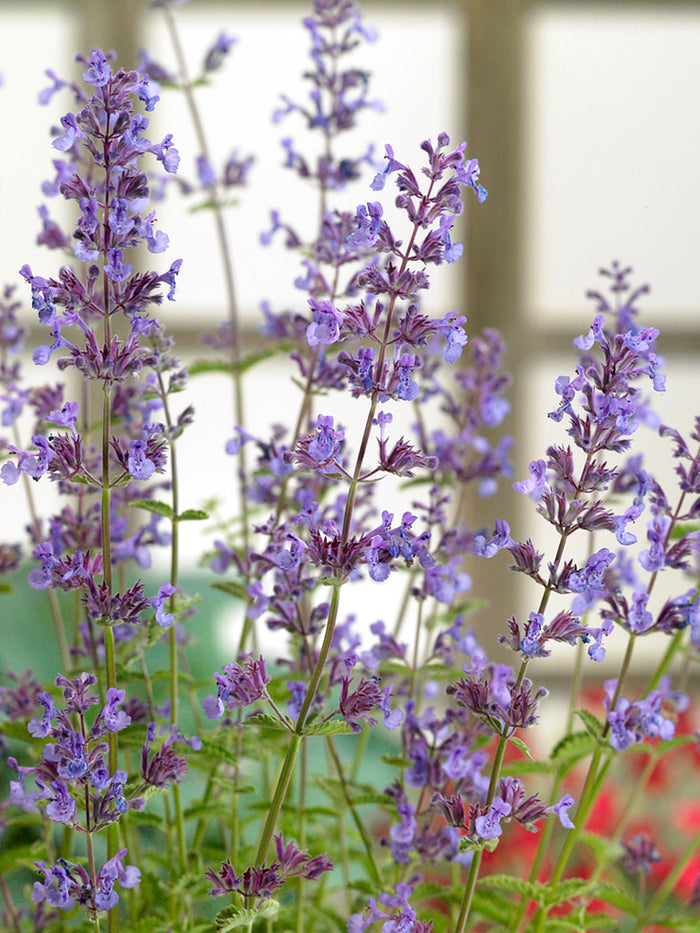 Nepeta 'Junior Walker', commonly known as Catmint 'Junior Walker'