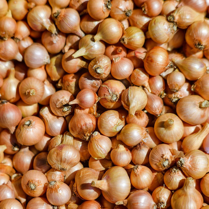 sweet onion starters