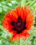 Papaver Curlilocks