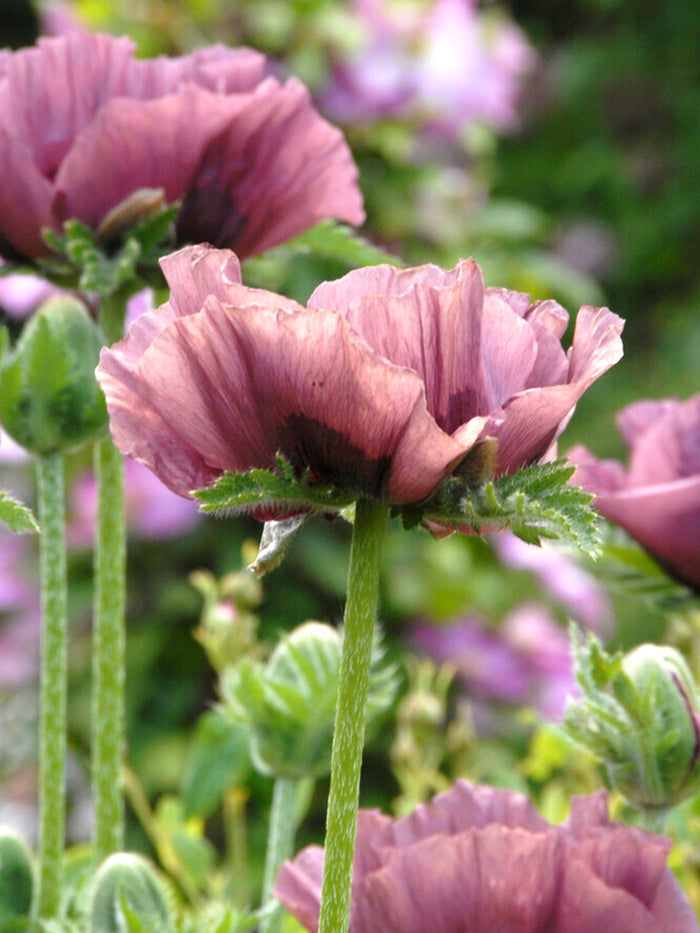 Papaver Patty's Plum (Oriental Poppy)