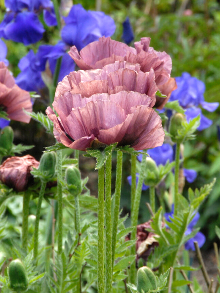 Papaver Patty's Plum (Oriental Poppy)