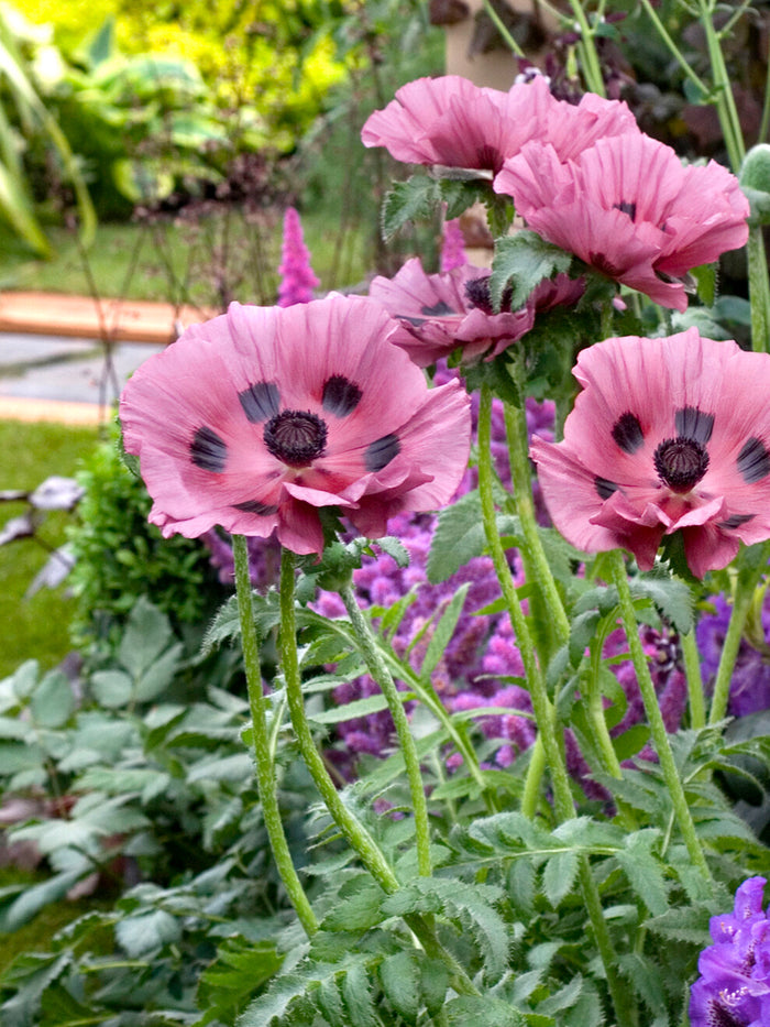 Papaver Patty's Plum (Oriental Poppy)