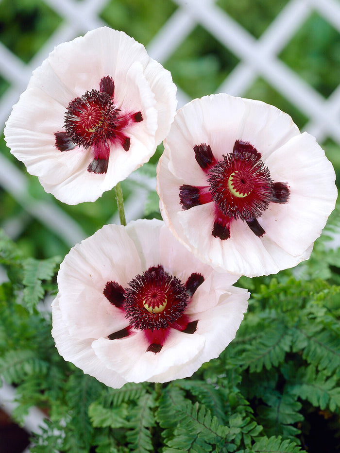 Papaver Perry's White (Oriental Poppy)