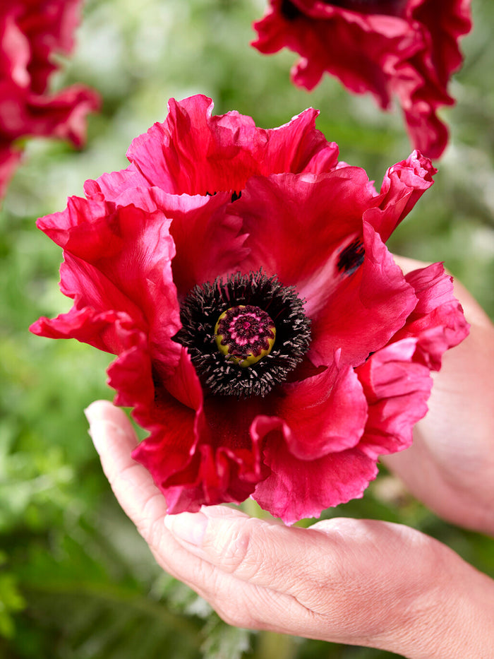 Papaver Red Rumble (Oriental Poppy)