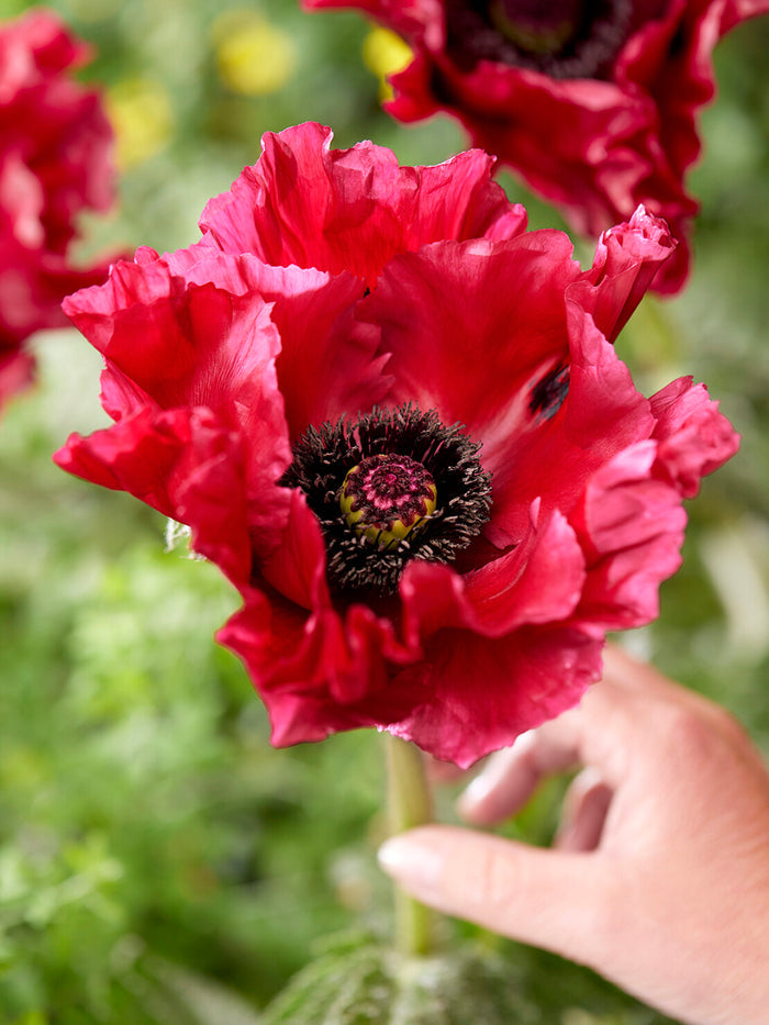 Papaver Red Rumble (Oriental Poppy)