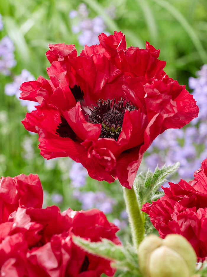Papaver Red Rumble (Oriental Poppy)