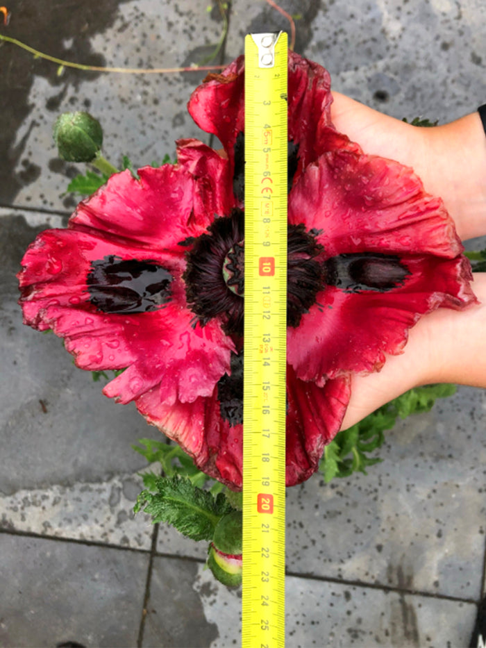 Papaver Red Rumble (Oriental Poppy)