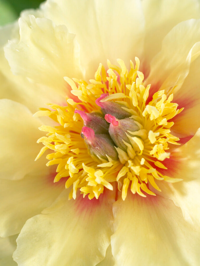 Peony Border Charm close up