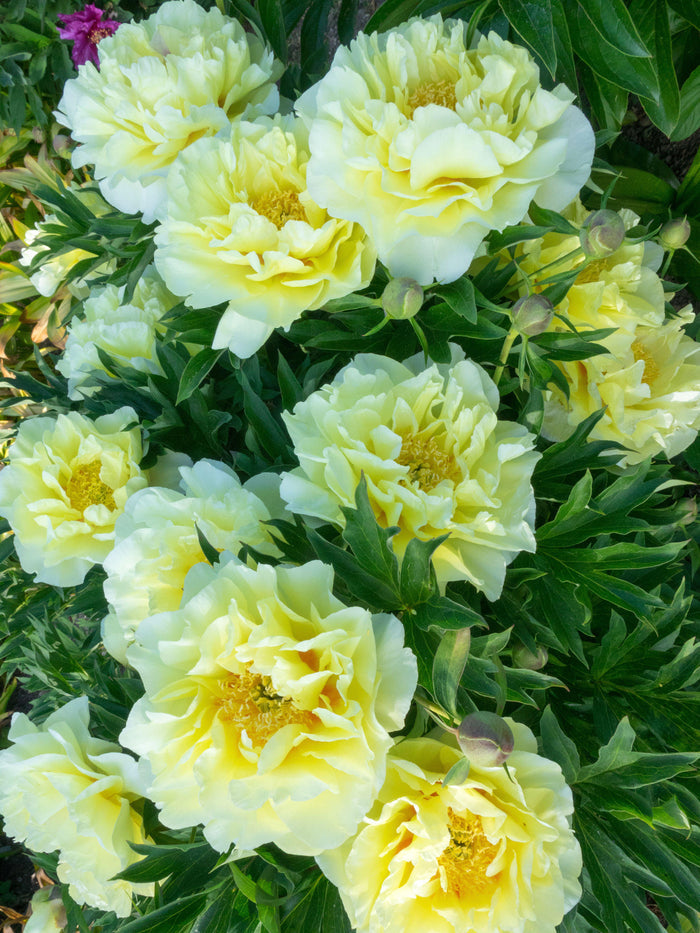 Peony Border Charm