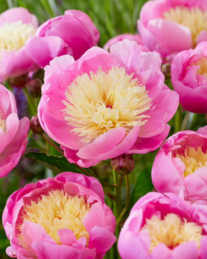 Paeonia Bowl of Beauty Peony Roots