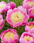 Paeonia Bowl of Beauty Peony Roots