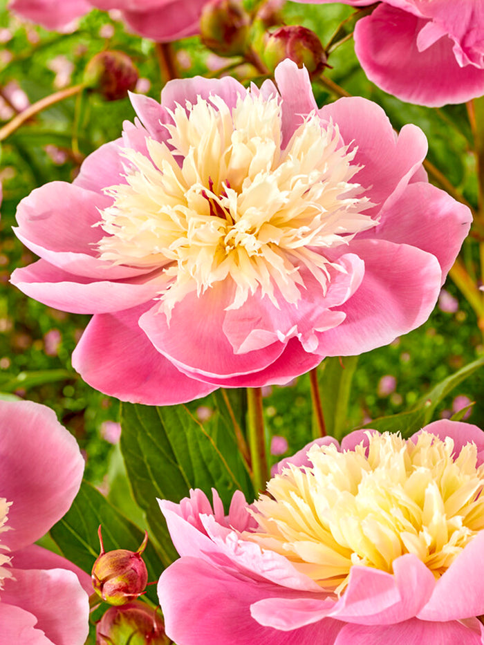 Peony Bowl of Beauty roots