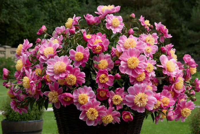 Peony Roots Bowl of Beauty