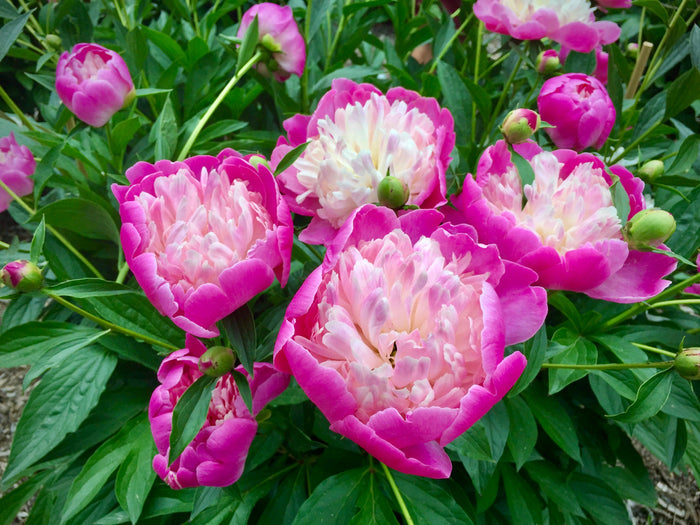 Grow Peony Roots Bowl of beauty
