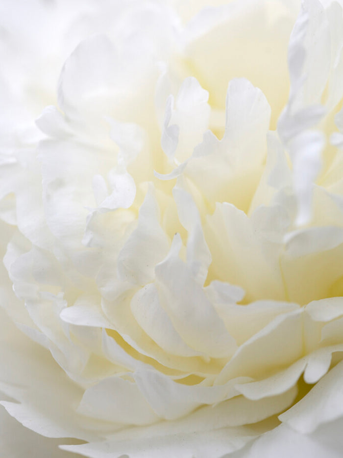 Peony Bridal Shower