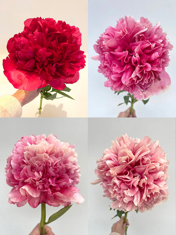 Peony Command Performance