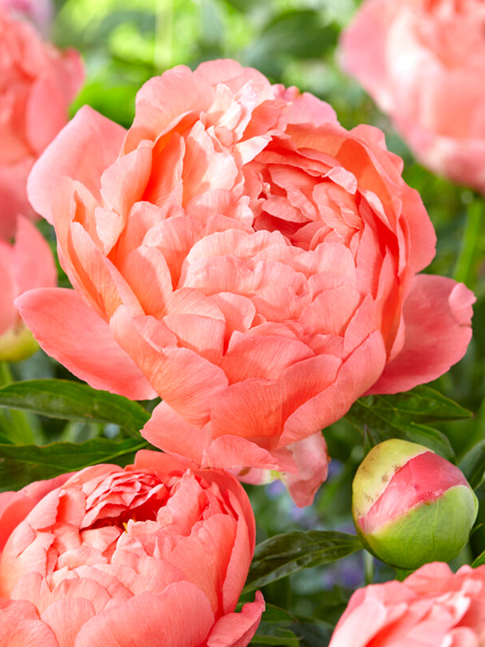 Peony Coral Sunset