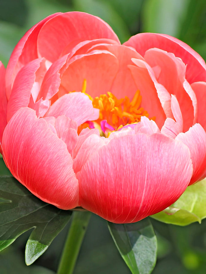 Peony Coral Sunset close up